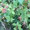 Common Blackberry