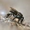 Stingless Bee