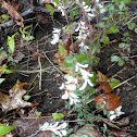 Carolina Vetch
