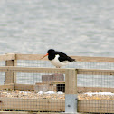 Oystercatcher