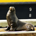 California Sea Lion