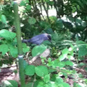 Gray Catbird