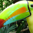 Keel-billed Toucan