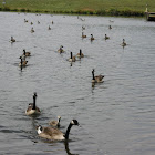 Canada Geese