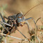 Armoured ground-cricket