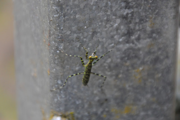 Spotting Image 1