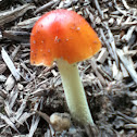 Orange stropharia