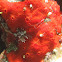 Monanchora arbuscula