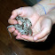 Black Rat Snake