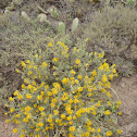 Unknown Plant