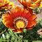 Gazania