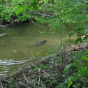 Beaver