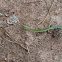 Rough Green Snake