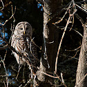 Barred Owl