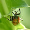 Cocklebur weevil