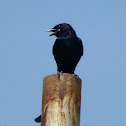 Black Drongo