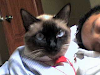 Gato Siames