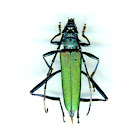 Ｏ-aokamikiri