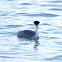 Western Grebe