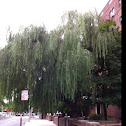 Weeping Willow Tree