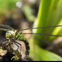 Southern Hawker