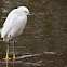 Snowy Egret