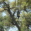 Eagle Owl