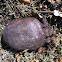 Gopher tortoise