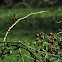 Rufous Hummingbird