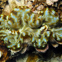 Fluted Giant Clam