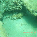 Spotted Scorpionfish