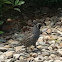 California quail