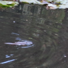 Platypus