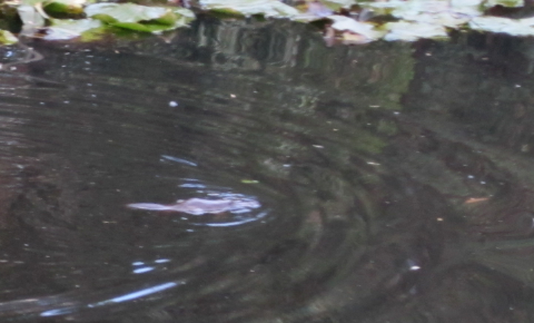Spotting Image 1