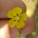 Spotted Rockrose