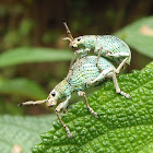 Weevils
