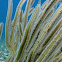 Angular Sea Whip