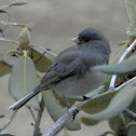 Dark-eyed junco