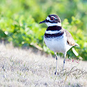 Killdeer