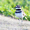 Killdeer