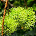 Rambutan