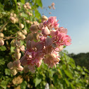 Coral Vine