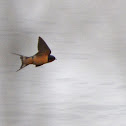 Barn Swallow