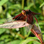 sultan dragonfly