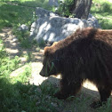 Grizzly bear