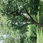 Apfelbaum (Appletree)