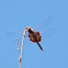 Carolina Saddlebags