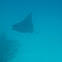Spotted Eagle Ray