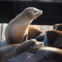 California Sea Lions