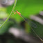 uncertain damselfly